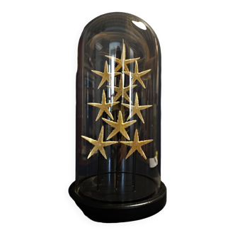 Cabinet of Curiosities globe with starfish asteroidea sp.