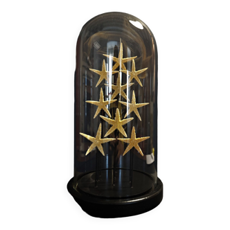 Cabinet de Curiosités globe aux étoiles de mer asteroidea sp.