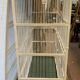 Cage has iron birds and prison volière has 20th century bars
