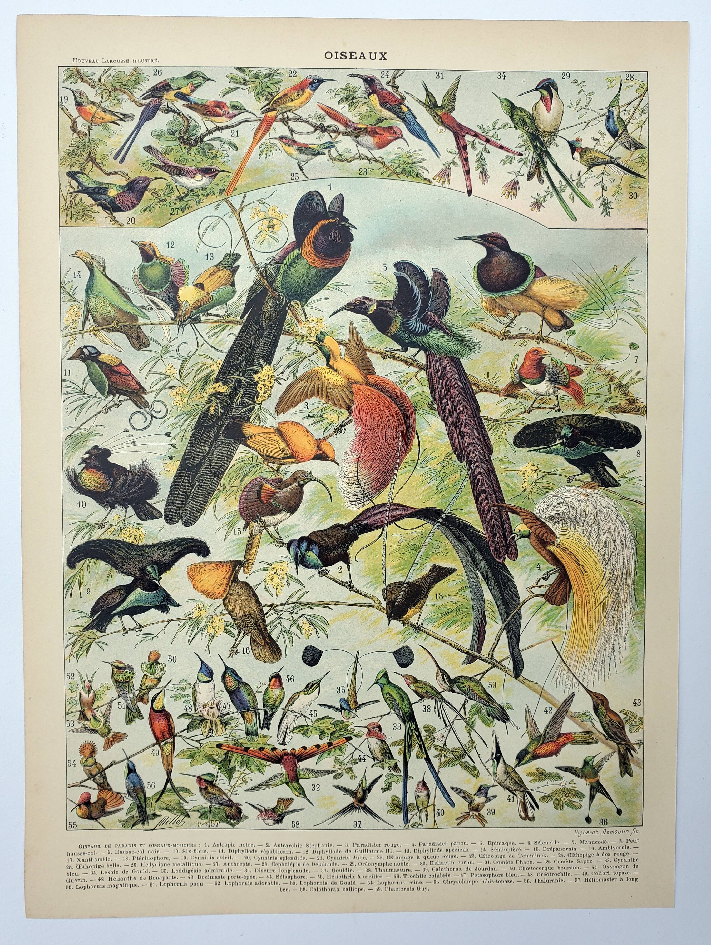 Gravure ancienne 1898, Oiseaux 2: espèces, paradisier • Lithographie, illustration originale