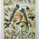 Gravure ancienne 1898, Oiseaux 2: espèces, paradisier • Lithographie, illustration originale