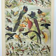 Antique engraving 1898, Birds 2: species, bird of paradise • Lithograph, original illustration