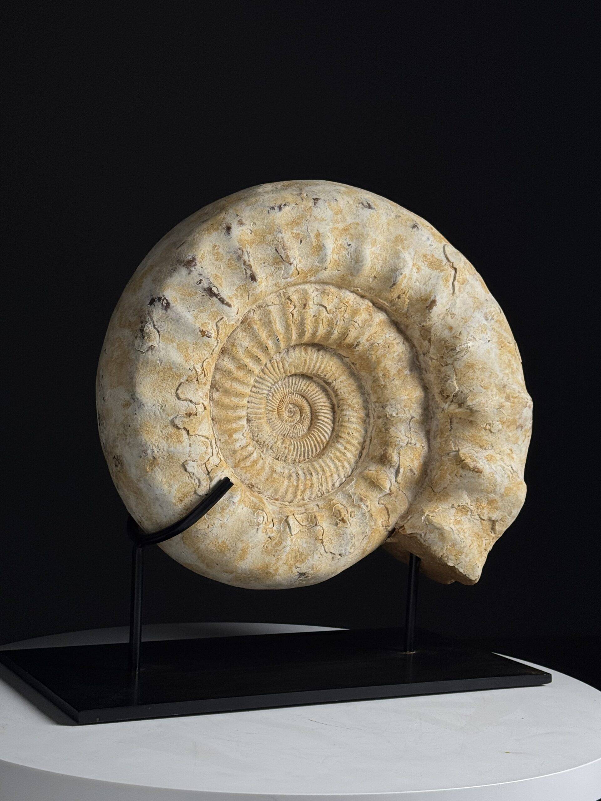 Fossile d'ammonite sur support