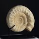 Fossile d'ammonite sur support