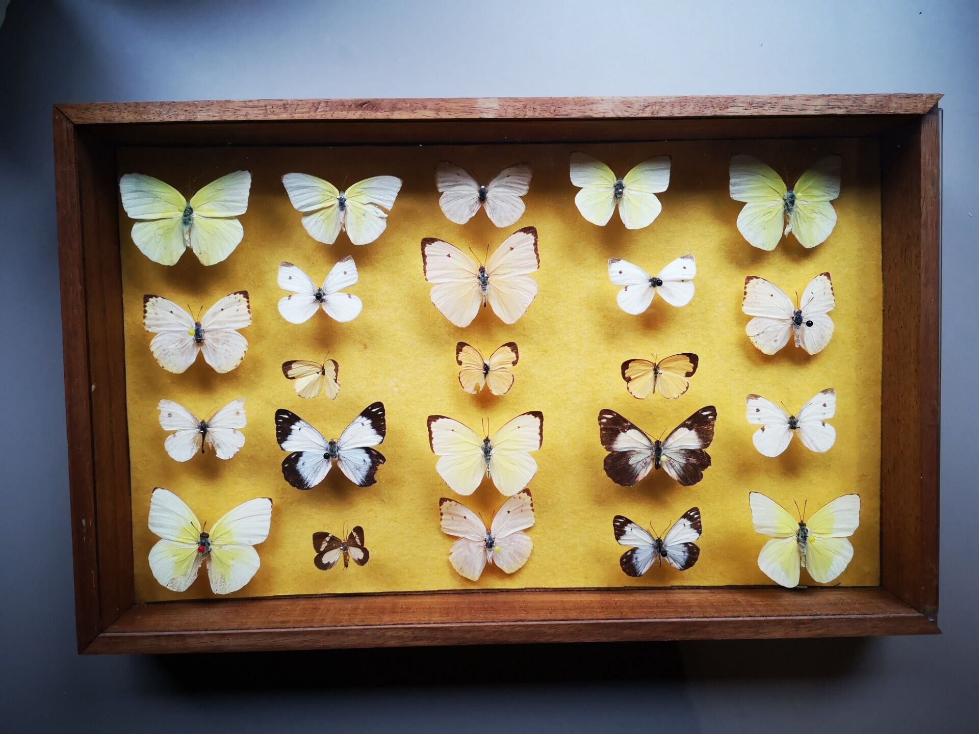 Butterfly entomology frame showcase