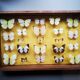 Butterfly entomology frame showcase
