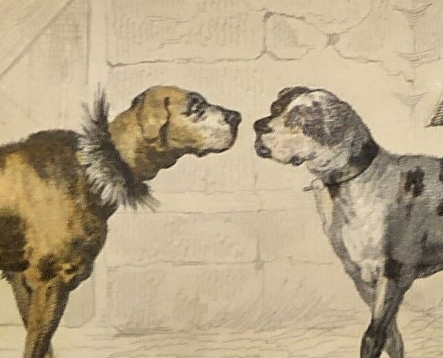 Original zoological plate of 1839 " shepherd dog, mastiff,....