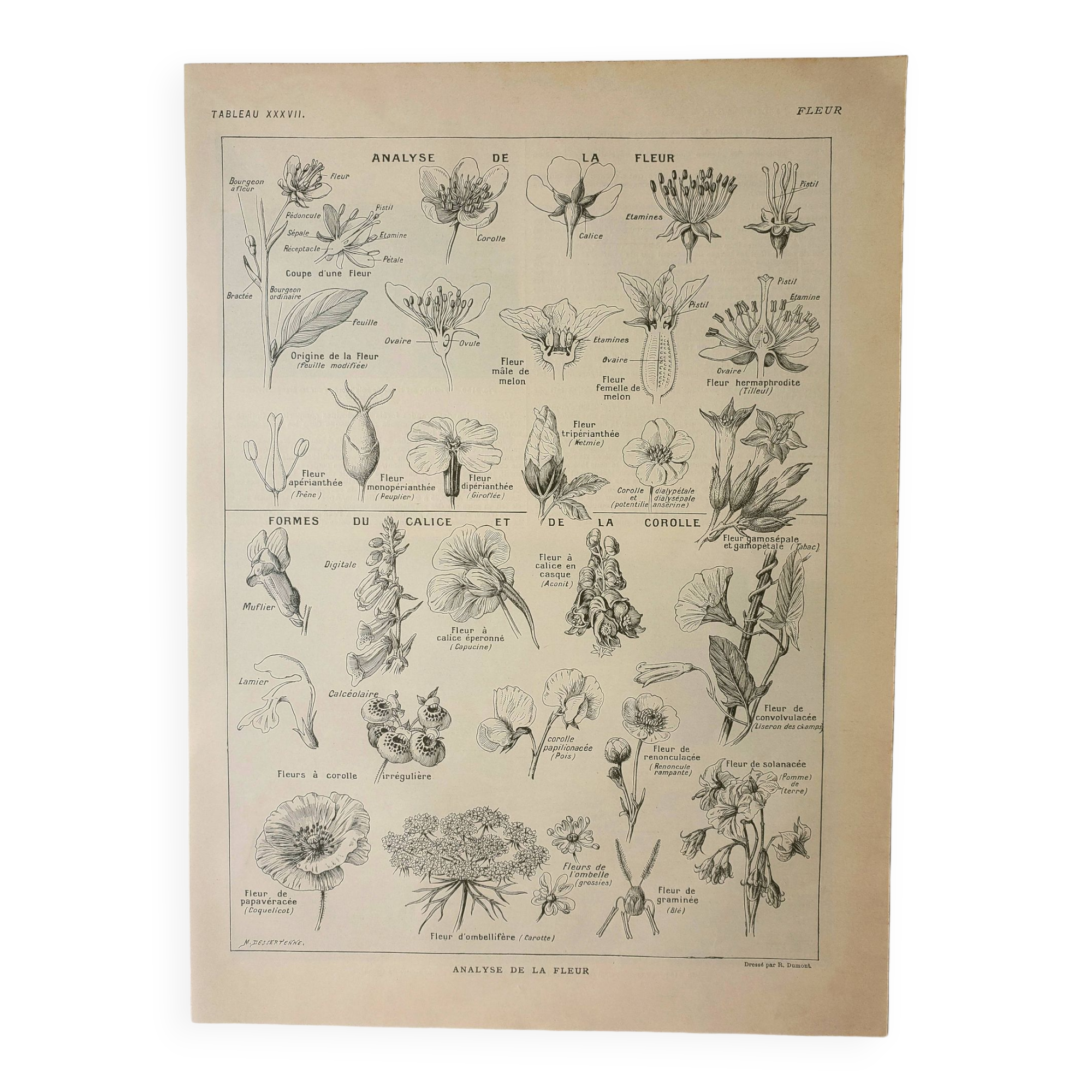 Gravure ancienne 1922, Type de fleur, botanique, calice, corolle • Lithographie, Planche originale