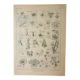 Gravure ancienne 1922, Type de fleur, botanique, calice, corolle • Lithographie, Planche originale