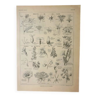 Gravure ancienne 1922, Type de fleur, botanique, calice, corolle • Lithographie, Planche originale