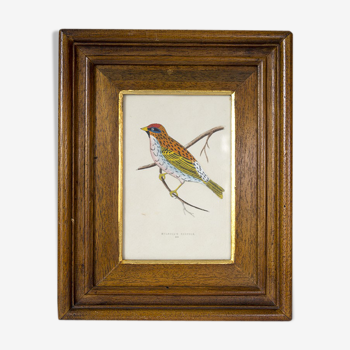 Sizerin bird framed lithograph