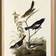 Poster about finches, based on an old engraving from 1827.