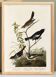 Poster about finches, based on an old engraving from 1827.