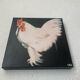 Rooster portrait in oil on canvas