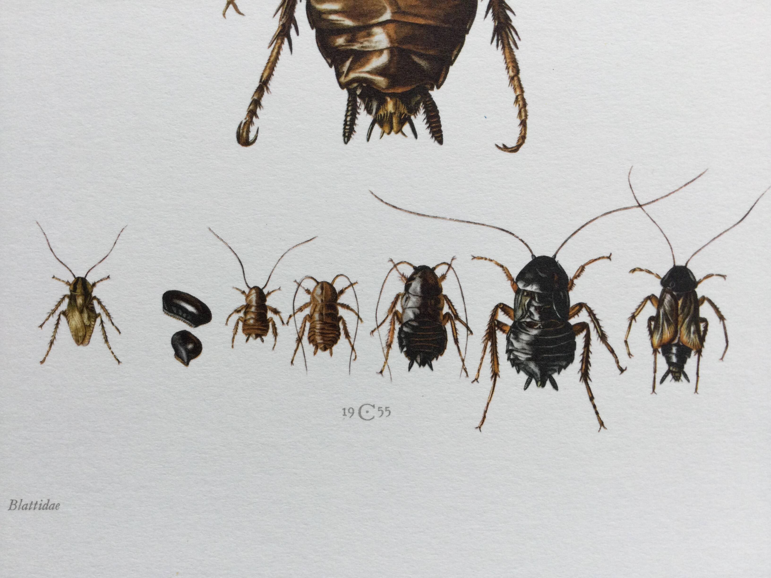 Old illustration "insects", 1960s