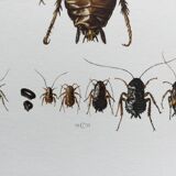 Old illustration "insects", 1960s