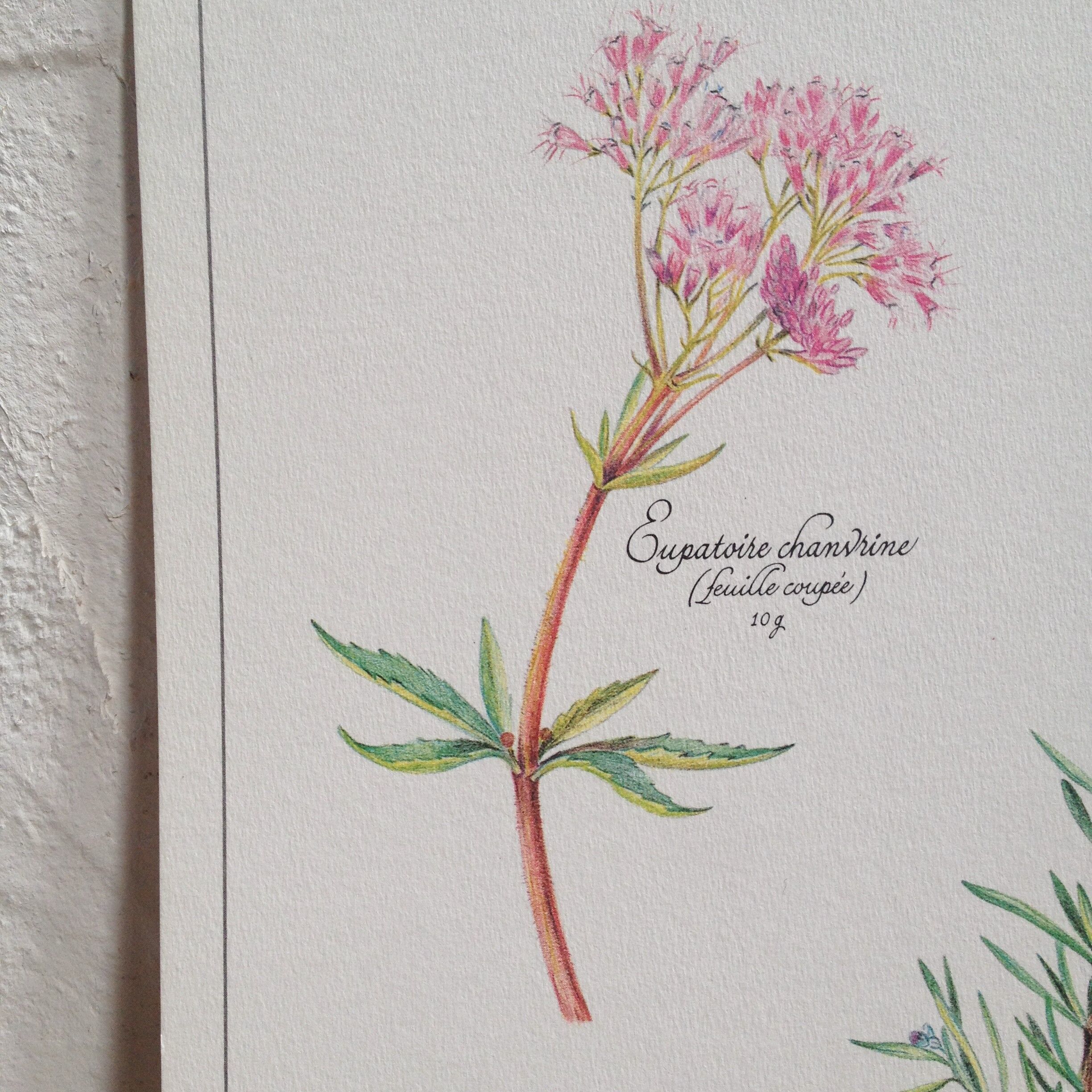 Botanical poster: tisane