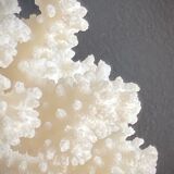 Natural white coral foot