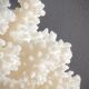 Pied de corail blanc naturel