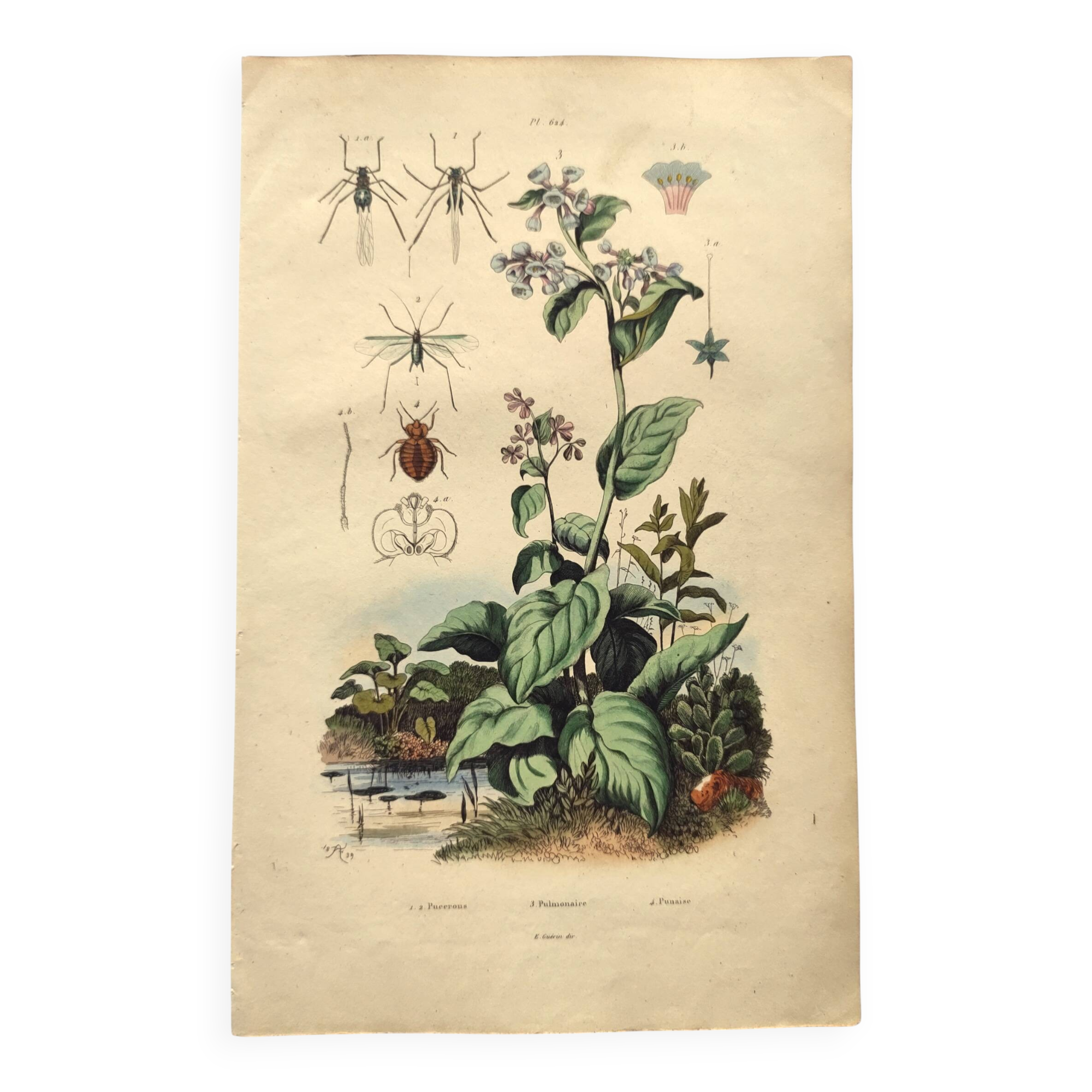 Histoire naturelle Poisson Pleuronecte - Gravure aquarelle