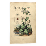 Antique engraving from 1839 - Pulmonary - Hand-colored zoological and botanical plate. Original.