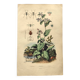 Antique engraving from 1839 - Pulmonary - Hand-colored zoological and botanical plate. Original.