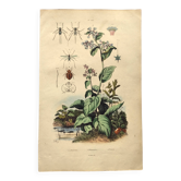 Antique engraving from 1839 - Pulmonary - Hand-colored zoological and botanical plate. Original.