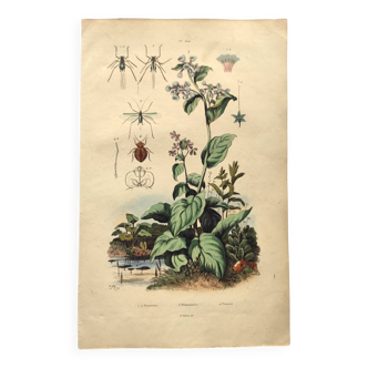 Antique engraving from 1839 - Pulmonary - Hand-colored zoological and botanical plate. Original.