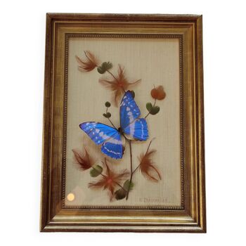 Butterfly taxidermy frame