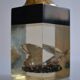 1970 Table lighter with pearl oyster in resin inclusion