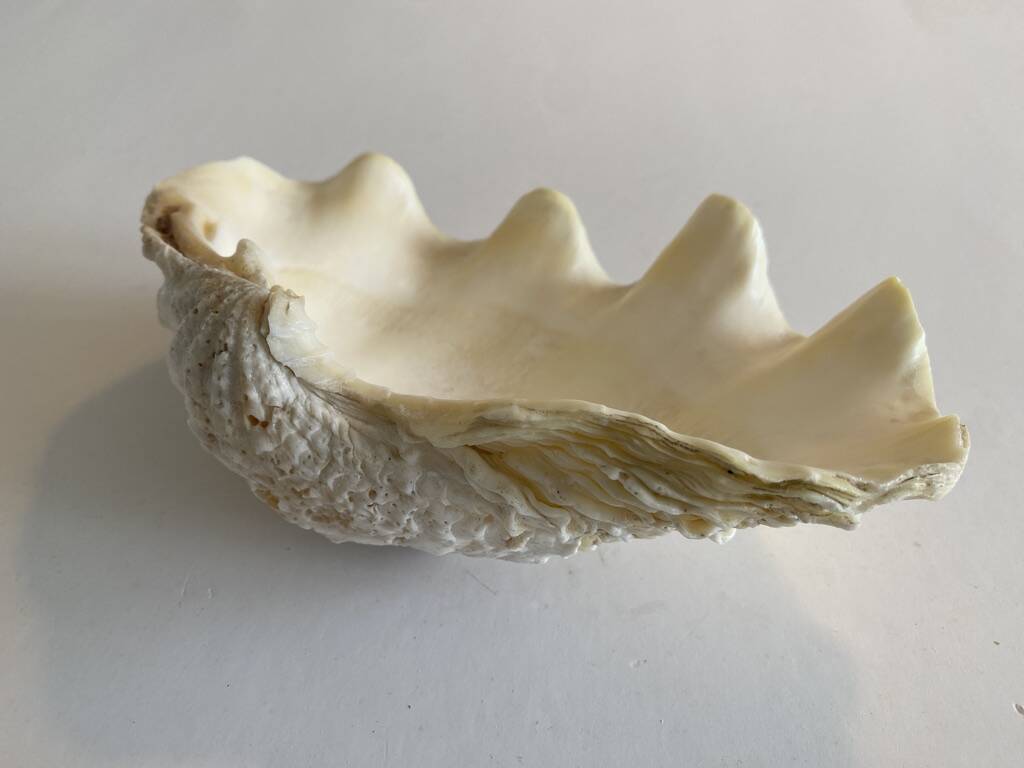 Holy water clam shell - 20x13x5 cm - Natural - 700g