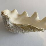 Holy water clam shell - 20x13x5 cm - Natural - 700g