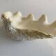 Holy water clam shell - 20x13x5 cm - Natural - 700g