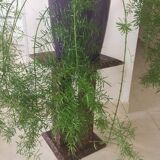 Small console plant rest