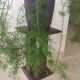 Small console plant rest