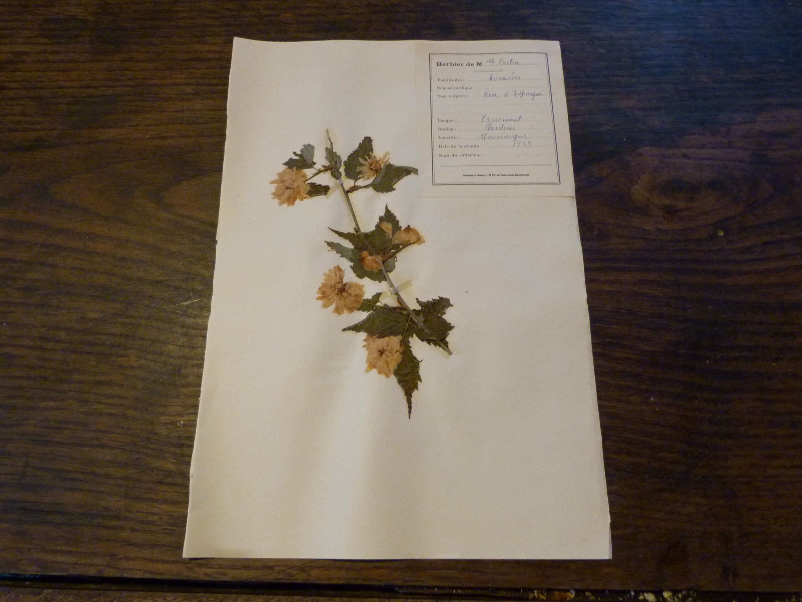 Old herbarium board dated 1939 unframed