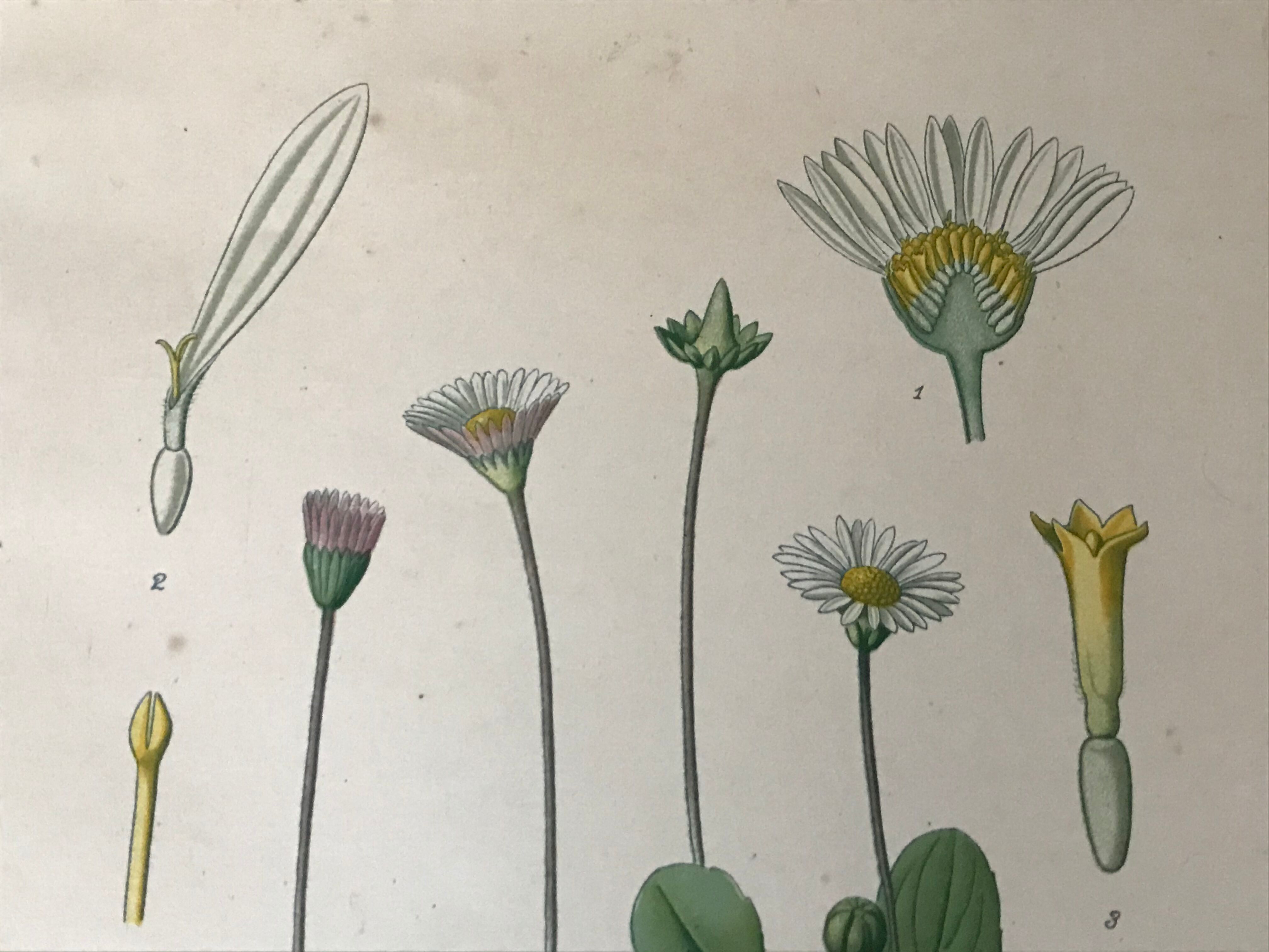 Botanical flowering boards of 19th century fields