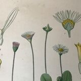 Botanical flowering boards of 19th century fields