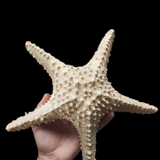 Étoiles de mer