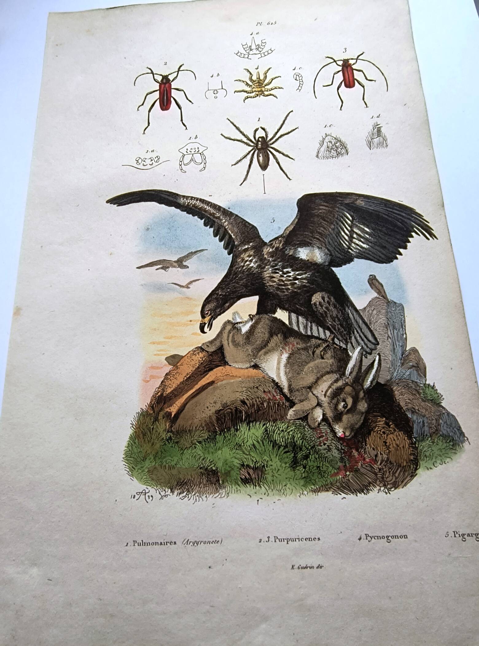 Lot of 3 old engravings from 1839 - Crickets and birds of prey - Colored plates