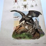 Lot of 3 old engravings from 1839 - Crickets and birds of prey - Colored plates