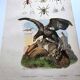 Lot of 3 old engravings from 1839 - Crickets and birds of prey - Colored plates