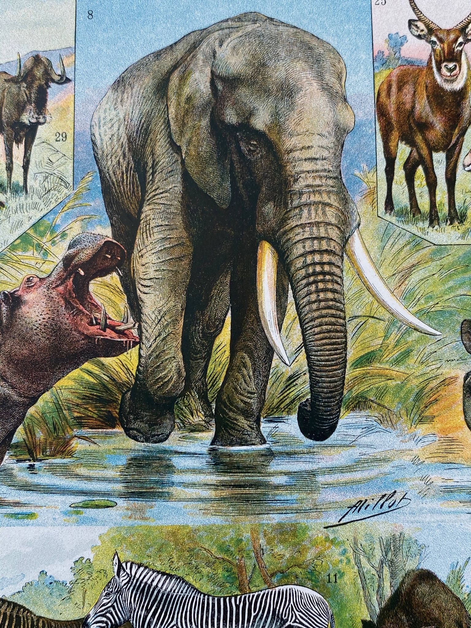 Ancient illustration Millot "Mammals"