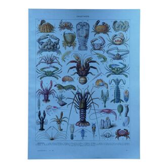 Original lithograph on crustaceans