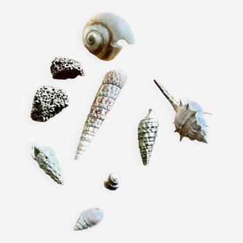 Collectible shells