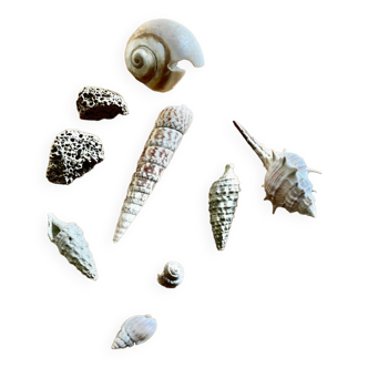 Collectible shells