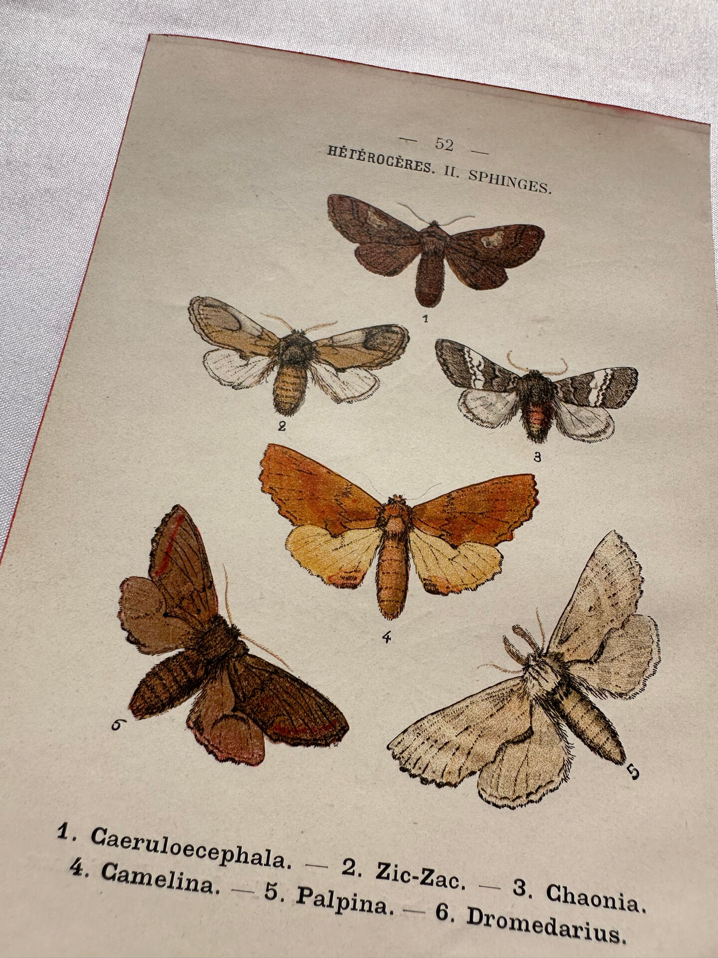 Naturalist engraving Butterfly 19th-century original botanical poster 1800