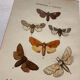 Naturalist engraving Butterfly 19th-century original botanical poster 1800