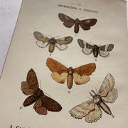 Naturalist engraving Butterfly 19th-century original botanical poster 1800
