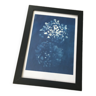 Cyanotype original a4 frameless flowers print